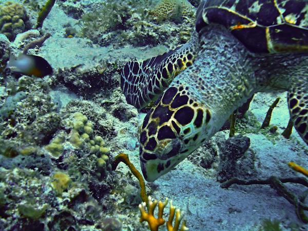 A hawksbill turtle over the reef in St. Thomas waters